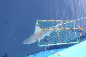 A large shark is partially inside a green fishing trap with red and yellow edges, floating on deep blue water next to a boat.